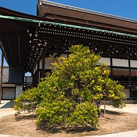 京都御所紫宸殿左に位置する右近橘